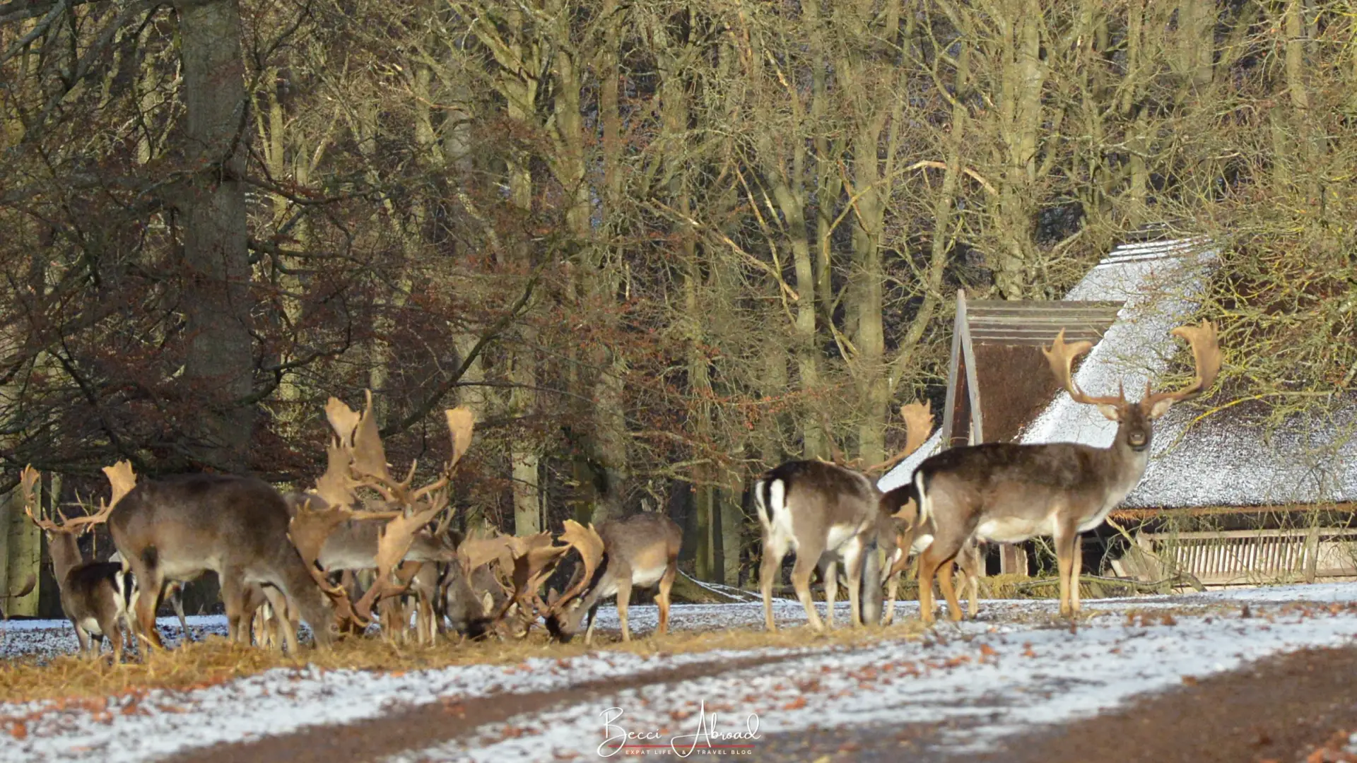 Christmas in Copenhagen,Copenhagen in December,Things to do in Copenhagen in December,Copenhagen at Christmas