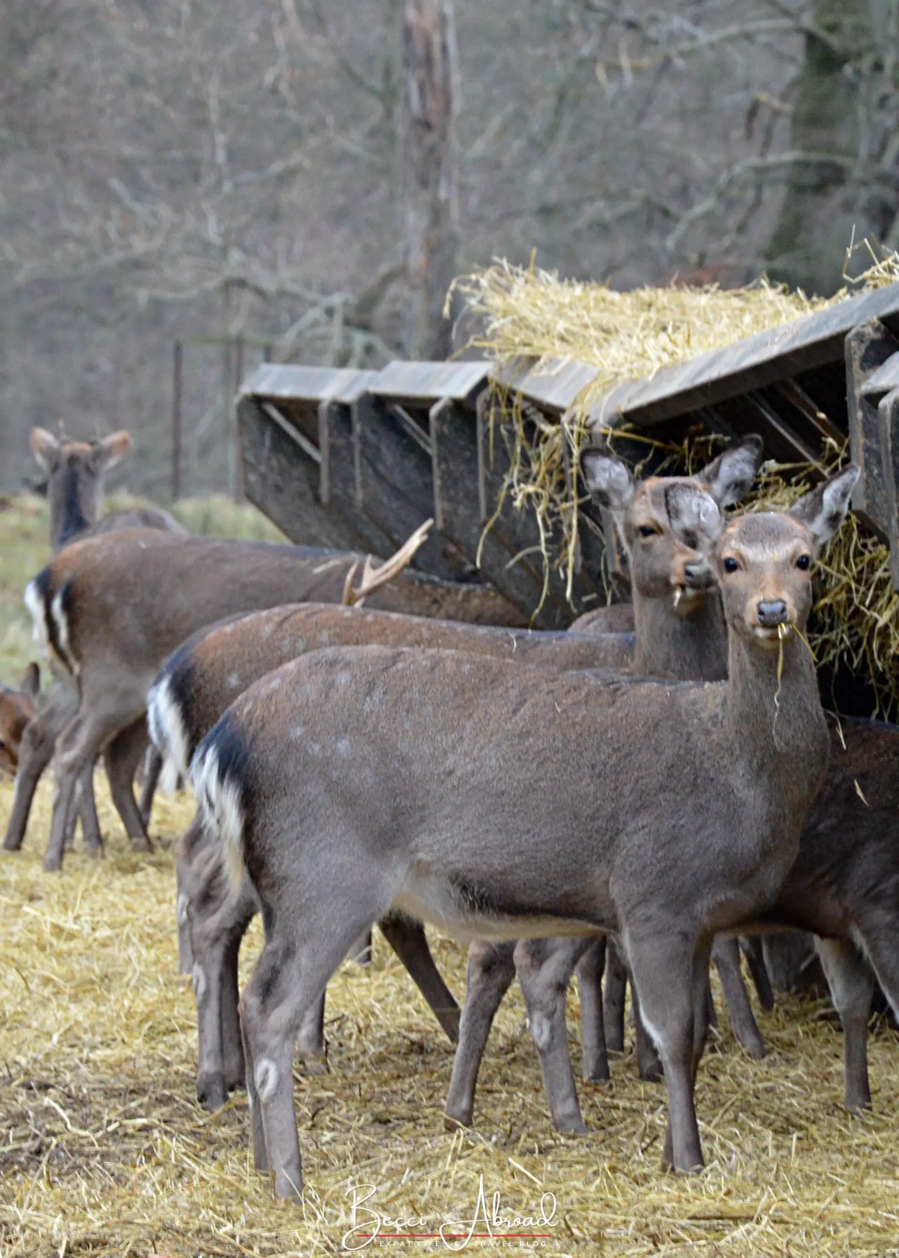 Christmas in Copenhagen,Copenhagen in December,Things to do in Copenhagen in December,Copenhagen at Christmas