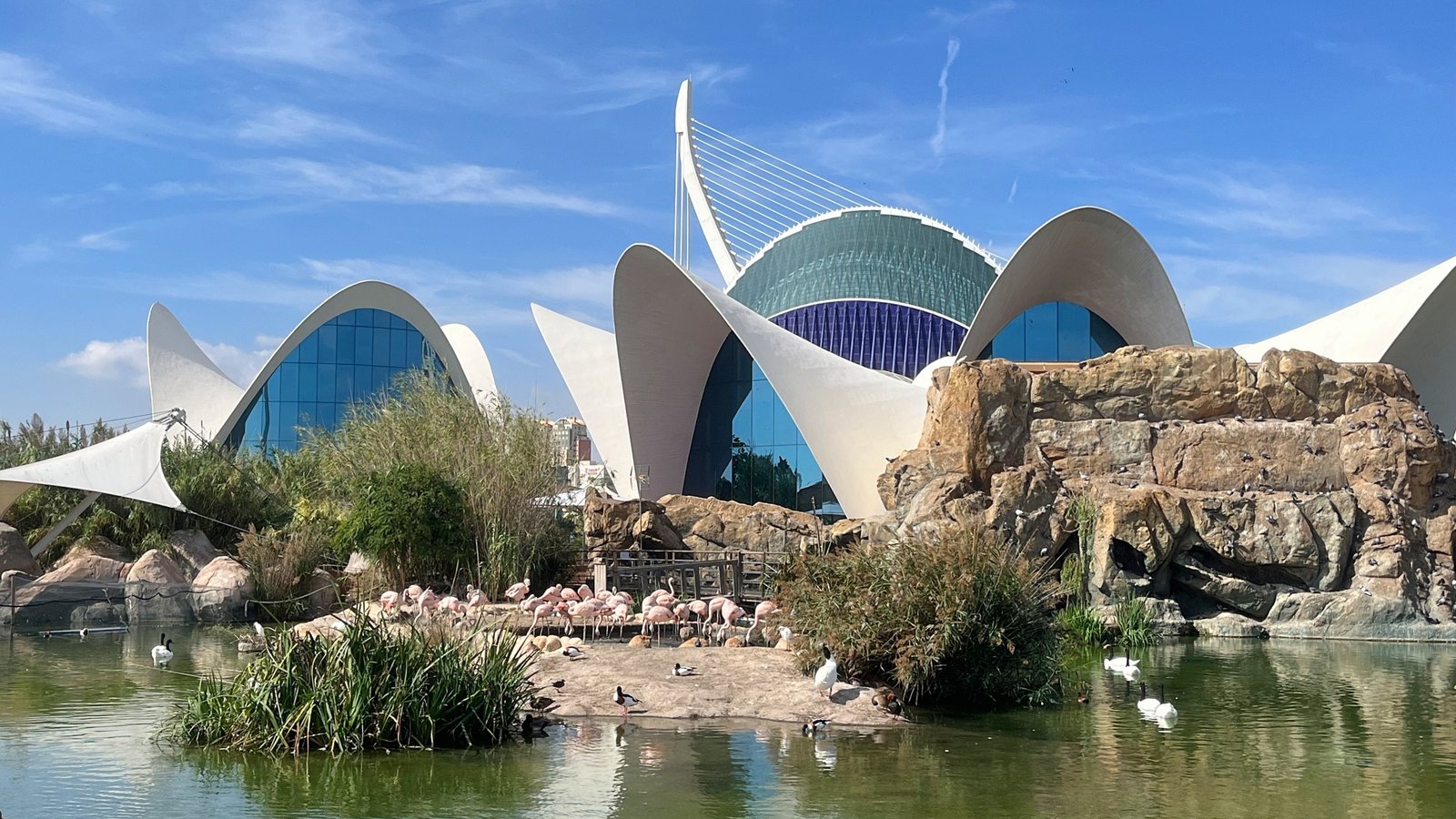 Oceanogràfic aquarium with flamingos at the City of Arts and Sciences in Valencia